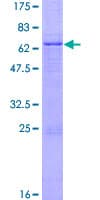 Human GDF3 Protein (Recombinant GST)