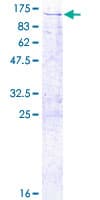 Human TRAP1 / HSP75 Protein (Recombinant GST)