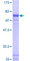 Human SF3B4 Protein (Recombinant GST)