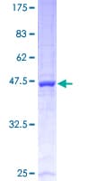 Human UBE2E3 Protein (Recombinant GST)