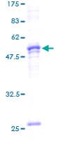 Human Prohibitin 2 / PHB2 Protein (Recombinant GST)