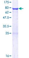 Human ARC / Arg3.1 Protein (Recombinant GST)
