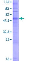 Human OR10G3 Protein (Recombinant GST)