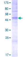 Human OR4E2 Protein (Recombinant GST)