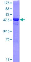 Human MIBP / ITGB1BP3 Protein (Recombinant GST)