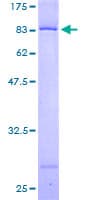 Human PDCD4 Protein (Recombinant GST)