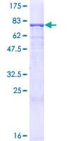 Human ANGPTL3 Protein (Recombinant GST)