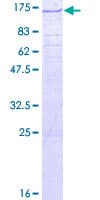 Human TRAPPC12 / TTC15 Protein (Recombinant GST)