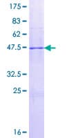 Human IL17D Protein (Recombinant GST)