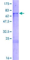 Human RBM11 Protein (Recombinant GST)
