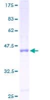Human COA1 Protein (Recombinant GST)