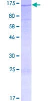 Human MICAL3 Protein (Recombinant GST)