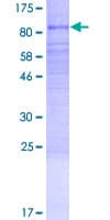Human TTLL2 Protein (Recombinant GST)