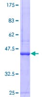 Human REG4 / REG-IV Protein (Recombinant GST)