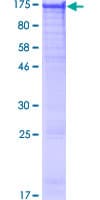 Human USP48 Protein (Recombinant GST)