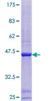 Human ATAD1 Protein (Recombinant GST)