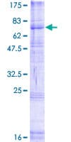 Human RFT1 Protein (Recombinant GST)