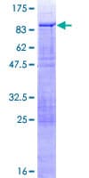 Human PHACTR3 Protein (Recombinant GST)