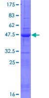 Human SPATA12 Protein (Recombinant GST)