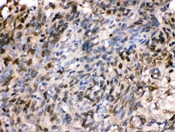 HSPA2 Antibody
