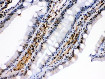 HSPA2 Antibody
