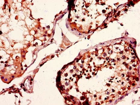 CD37 Antibody
