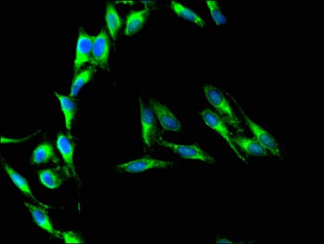 CD37 Antibody
