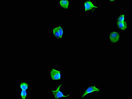 EIF4A3 Antibody