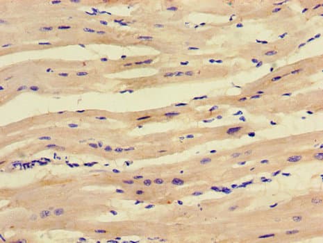 SCO1 Antibody