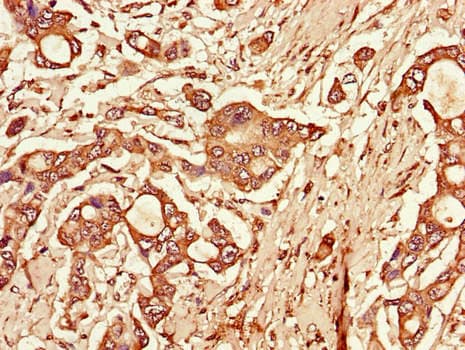 TLR3 Antibody