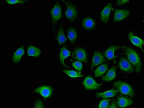 Polyclonal Rabbit anti-Human CD151 Antibody (IF, WB)