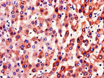 Polyclonal Rabbit anti-Human F9 / Factor IX Antibody (IHC, IF)