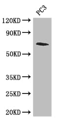 Polyclonal Rabbit anti-Human LMNB2 / Lamin B2 Antibody (IHC, IF, WB)