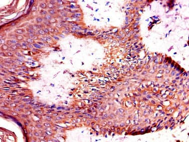 Polyclonal Rabbit anti-Human TANK Antibody (IHC, IF)