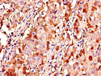 Polyclonal Rabbit anti-Human KL / Klotho Antibody (IHC, IF)