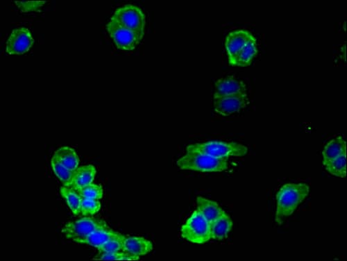 Polyclonal Rabbit anti-Human NOS1 / nNOS Antibody (IF, WB)