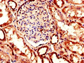 EHD2 Antibody