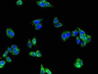 GFRA2 Antibody