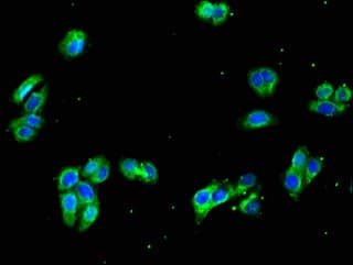 GNA11 Antibody