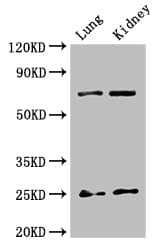 Polyclonal Rabbit anti-Human HMG1 / HMGB1 Antibody (IHC, IF)