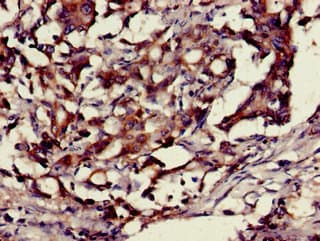 Polyclonal Rabbit anti-Human HMG1 / HMGB1 Antibody (IHC, IF)