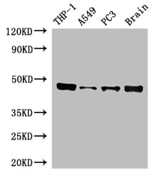 Polyclonal Rabbit anti-Human IRF3 Antibody (IHC, IF, WB)