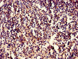 Polyclonal Rabbit anti-Human IRF3 Antibody (IHC, IF, WB)