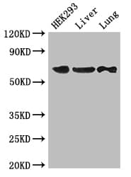 Polyclonal Rabbit anti-Human PTPN11 / SHP-2 / NS1 Antibody (WB)