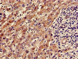 ADH5 Antibody