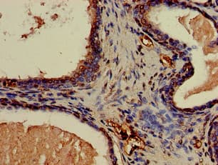 CNN3 Antibody