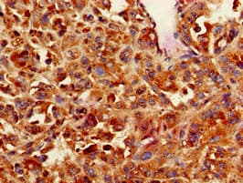 CNN3 Antibody