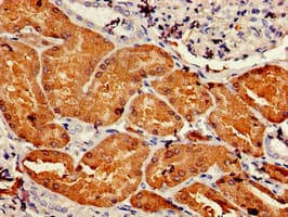Polyclonal Rabbit anti-Human DDC / DOPA Decarboxylase Antibody (IHC, IF)