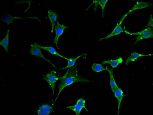 EIF2S1 Antibody