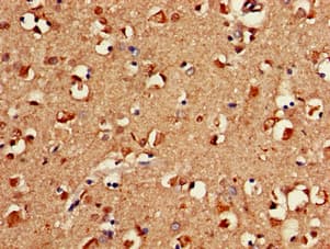 FAAH Antibody